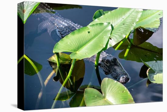 Crocodile - Everglades National Park - Unesco World Heritage Site - Florida - USA-Philippe Hugonnard-Stretched Canvas