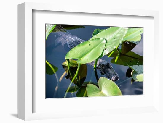 Crocodile - Everglades National Park - Unesco World Heritage Site - Florida - USA-Philippe Hugonnard-Framed Photographic Print