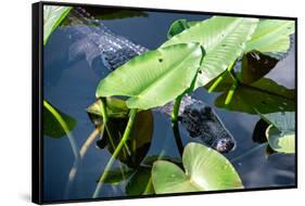 Crocodile - Everglades National Park - Unesco World Heritage Site - Florida - USA-Philippe Hugonnard-Framed Stretched Canvas