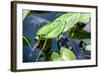 Crocodile - Everglades National Park - Unesco World Heritage Site - Florida - USA-Philippe Hugonnard-Framed Photographic Print