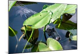 Crocodile - Everglades National Park - Unesco World Heritage Site - Florida - USA-Philippe Hugonnard-Mounted Photographic Print