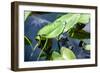 Crocodile - Everglades National Park - Unesco World Heritage Site - Florida - USA-Philippe Hugonnard-Framed Photographic Print