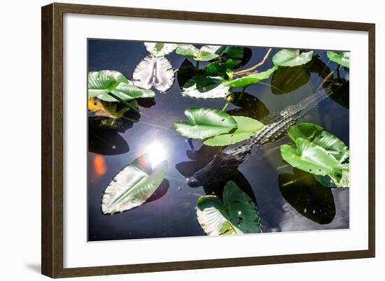 Crocodile - Everglades National Park - Unesco World Heritage Site - Florida - USA-Philippe Hugonnard-Framed Photographic Print