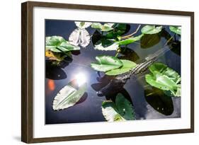 Crocodile - Everglades National Park - Unesco World Heritage Site - Florida - USA-Philippe Hugonnard-Framed Photographic Print