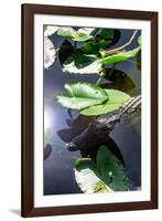 Crocodile - Everglades National Park - Unesco World Heritage Site - Florida - USA-Philippe Hugonnard-Framed Photographic Print