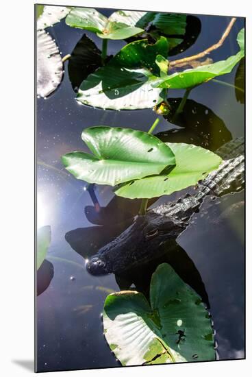 Crocodile - Everglades National Park - Unesco World Heritage Site - Florida - USA-Philippe Hugonnard-Mounted Photographic Print