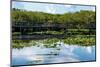 Crocodile - Everglades National Park - Unesco World Heritage Site - Florida - USA-Philippe Hugonnard-Mounted Photographic Print