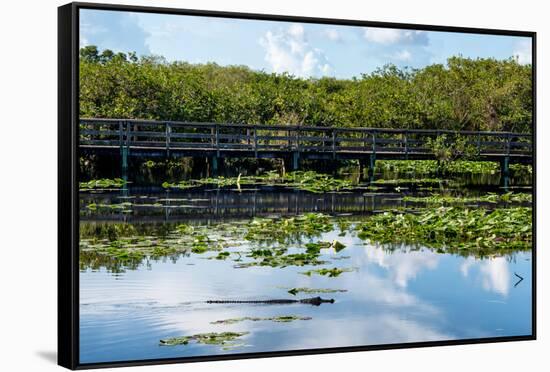 Crocodile - Everglades National Park - Unesco World Heritage Site - Florida - USA-Philippe Hugonnard-Framed Stretched Canvas