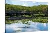 Crocodile - Everglades National Park - Unesco World Heritage Site - Florida - USA-Philippe Hugonnard-Stretched Canvas