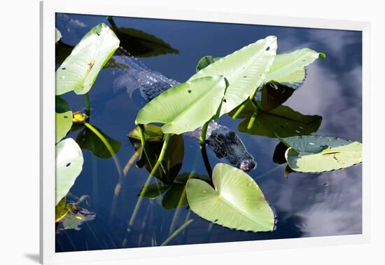 Crocodile - Everglades National Park - Unesco World Heritage Site - Florida - USA-Philippe Hugonnard-Framed Photographic Print