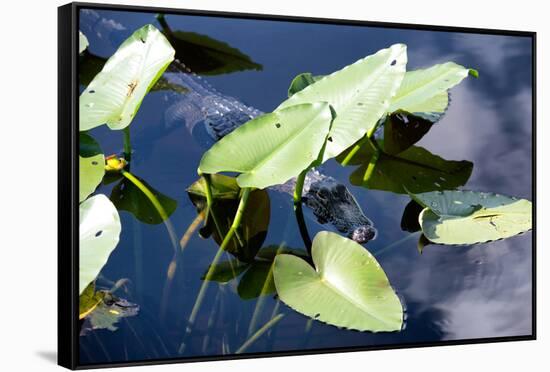 Crocodile - Everglades National Park - Unesco World Heritage Site - Florida - USA-Philippe Hugonnard-Framed Stretched Canvas