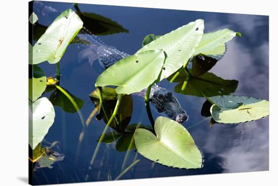 Crocodile - Everglades National Park - Unesco World Heritage Site - Florida - USA-Philippe Hugonnard-Stretched Canvas