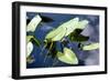 Crocodile - Everglades National Park - Unesco World Heritage Site - Florida - USA-Philippe Hugonnard-Framed Photographic Print