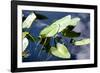 Crocodile - Everglades National Park - Unesco World Heritage Site - Florida - USA-Philippe Hugonnard-Framed Photographic Print