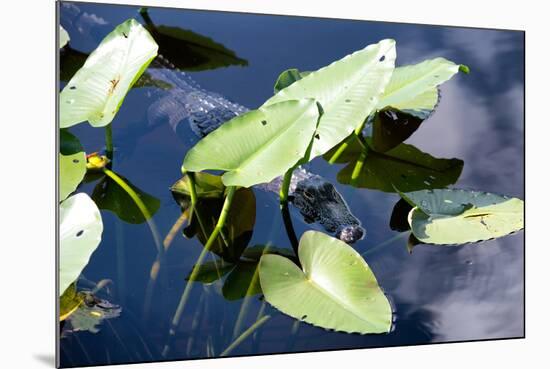 Crocodile - Everglades National Park - Unesco World Heritage Site - Florida - USA-Philippe Hugonnard-Mounted Photographic Print