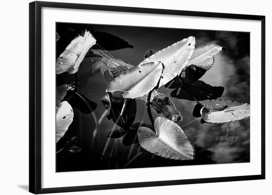 Crocodile - Everglades National Park - Unesco World Heritage Site - Florida - USA-Philippe Hugonnard-Framed Photographic Print