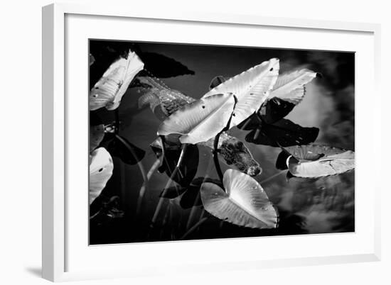 Crocodile - Everglades National Park - Unesco World Heritage Site - Florida - USA-Philippe Hugonnard-Framed Photographic Print