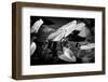 Crocodile - Everglades National Park - Unesco World Heritage Site - Florida - USA-Philippe Hugonnard-Framed Photographic Print