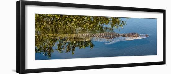 Crocodile - Everglades National Park - Unesco World Heritage Site - Florida - USA-Philippe Hugonnard-Framed Premium Photographic Print
