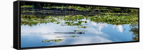Crocodile - Everglades National Park - Unesco World Heritage Site - Florida - USA-Philippe Hugonnard-Framed Stretched Canvas