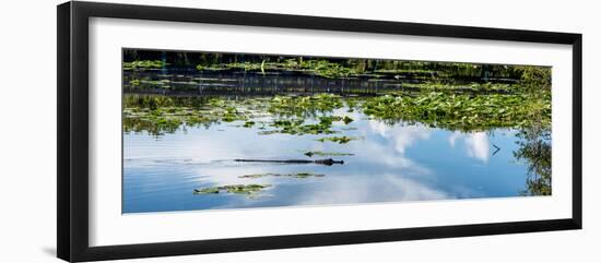 Crocodile - Everglades National Park - Unesco World Heritage Site - Florida - USA-Philippe Hugonnard-Framed Photographic Print