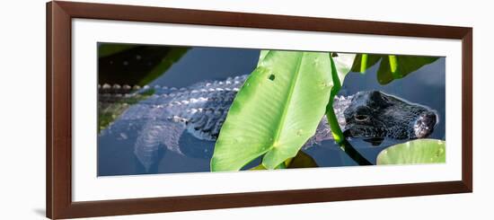 Crocodile - Everglades National Park - Unesco World Heritage Site - Florida - USA-Philippe Hugonnard-Framed Photographic Print