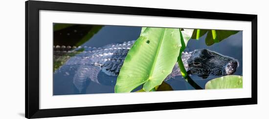 Crocodile - Everglades National Park - Unesco World Heritage Site - Florida - USA-Philippe Hugonnard-Framed Photographic Print