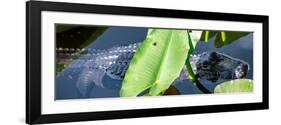 Crocodile - Everglades National Park - Unesco World Heritage Site - Florida - USA-Philippe Hugonnard-Framed Photographic Print