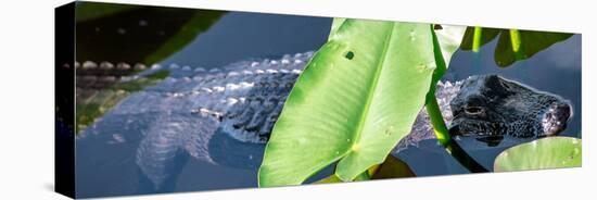 Crocodile - Everglades National Park - Unesco World Heritage Site - Florida - USA-Philippe Hugonnard-Stretched Canvas