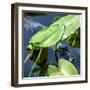 Crocodile - Everglades National Park - Unesco World Heritage Site - Florida - USA-Philippe Hugonnard-Framed Photographic Print