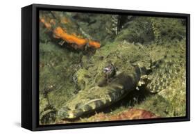 Crocodile Flathead-Hal Beral-Framed Stretched Canvas