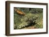 Crocodile Flathead-Hal Beral-Framed Photographic Print