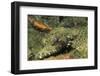 Crocodile Flathead-Hal Beral-Framed Photographic Print