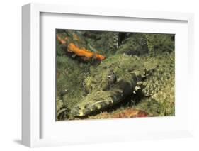 Crocodile Flathead-Hal Beral-Framed Photographic Print