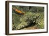 Crocodile Flathead-Hal Beral-Framed Photographic Print