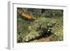 Crocodile Flathead-Hal Beral-Framed Photographic Print