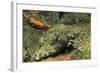 Crocodile Flathead-Hal Beral-Framed Photographic Print