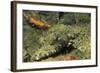 Crocodile Flathead-Hal Beral-Framed Photographic Print