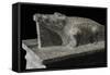 Crocodile, Granite Statue, Detail, New Kingdom-null-Framed Stretched Canvas