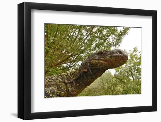 Crocodile monitor (Varanus salvadorii) portrait, captive, occurs in New Guinea-Daniel Heuclin-Framed Photographic Print