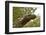 Crocodile monitor (Varanus salvadorii) portrait, captive, occurs in New Guinea-Daniel Heuclin-Framed Photographic Print