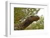 Crocodile monitor (Varanus salvadorii) portrait, captive, occurs in New Guinea-Daniel Heuclin-Framed Photographic Print