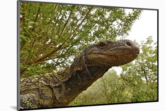 Crocodile monitor (Varanus salvadorii) portrait, captive, occurs in New Guinea-Daniel Heuclin-Mounted Photographic Print