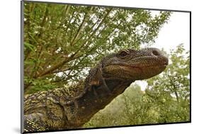 Crocodile monitor (Varanus salvadorii) portrait, captive, occurs in New Guinea-Daniel Heuclin-Mounted Photographic Print