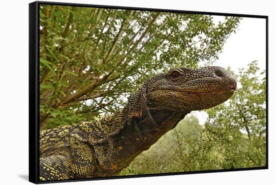 Crocodile monitor (Varanus salvadorii) portrait, captive, occurs in New Guinea-Daniel Heuclin-Framed Stretched Canvas