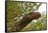 Crocodile monitor (Varanus salvadorii) portrait, captive, occurs in New Guinea-Daniel Heuclin-Framed Stretched Canvas