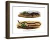 Crocodile Skink-null-Framed Giclee Print