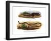 Crocodile Skink-null-Framed Giclee Print