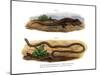 Crocodile Skink-null-Mounted Giclee Print