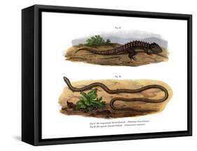 Crocodile Skink-null-Framed Stretched Canvas